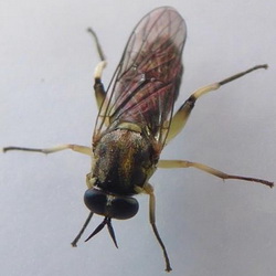 Solva marginata